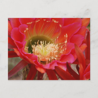 Naturens dansare vykort