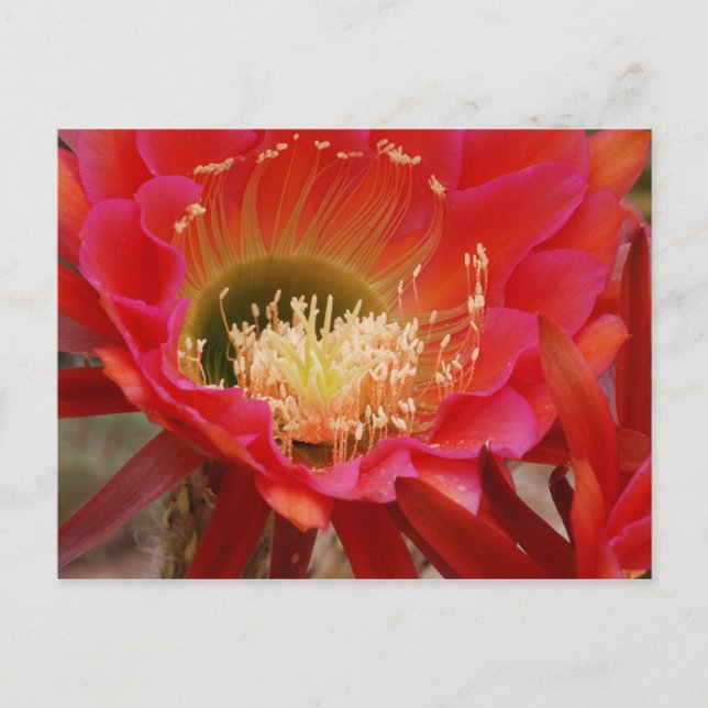 Naturens dansare vykort (Framsida)