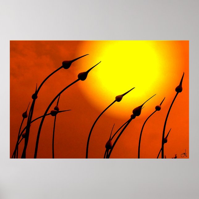 Naturens design Poster (Framsidan)