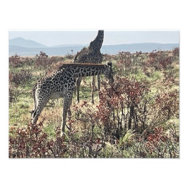Naturens fest – Afrikansk Giraff Foto Print