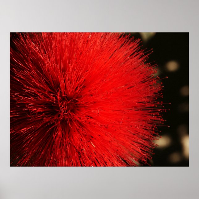 Naturens Fireworks Poster (Framsidan)