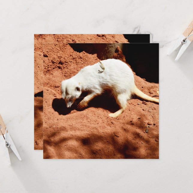 Naturens Forager: Vit Meerkat Grävande för Kryp (Fram/Back In Situ)