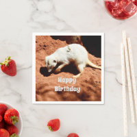 Naturens Forager: Vit Meerkat Grävande för Kryp