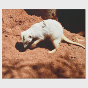 Naturens Forager: Vit Meerkat Grävande för Kryp Presentpapper