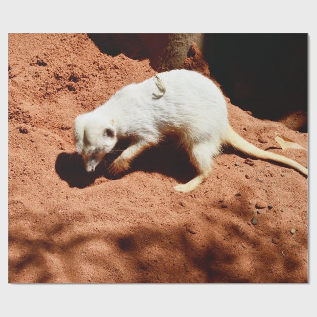 Naturens Forager: Vit Meerkat Grävande för Kryp Presentpapper (Platt)