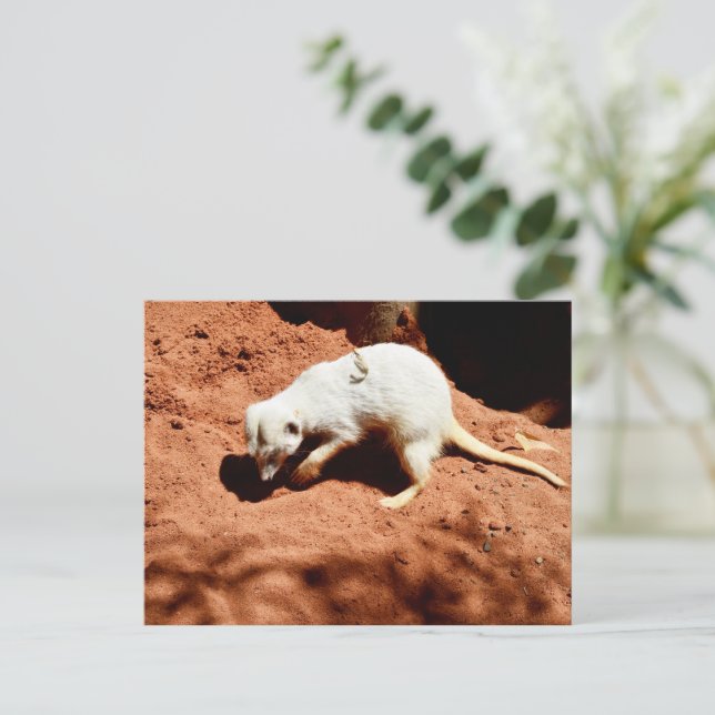 Naturens Forager: Vit Meerkat Grävande för Kryp Vykort (Stående Fram)