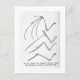 Naturens fyra Vinge-vykort Vykort