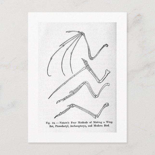 Naturens fyra Vinge-vykort Vykort (Framsida)