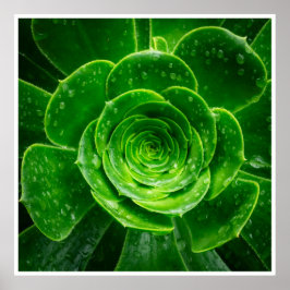 Naturens geometri — saftig perfektion poster
