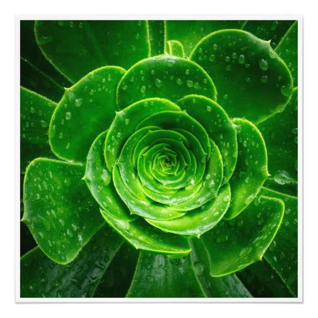 Naturens geometri — Sukkulent Perfektion Fototryck (Framsidan)