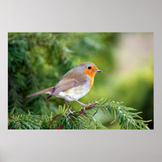 Naturens glädje poster