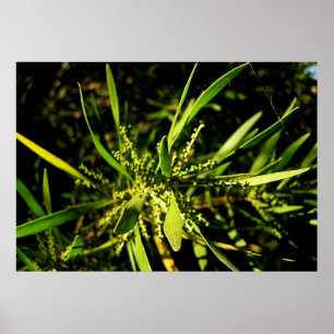 naturens grönt poster