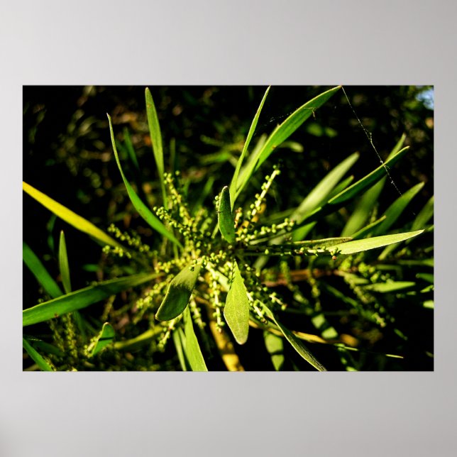 naturens grönt poster (Framsidan)