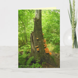 Naturens konst: Beartown State Forest - Quote inut Kort