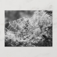 Naturens konstnär - Spiderns Webben - Fotografi