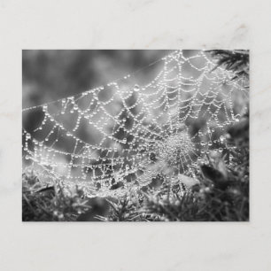 Naturens konstnär - Spiderns Webben - Fotografi Vykort