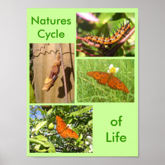 Naturens livscykel poster