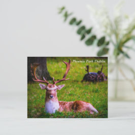 Naturens majestät i Phoenix Park Helg Vykort