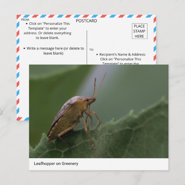 Naturens marvel: Leafhopper on Greenery Vykort (Fram/baksida)
