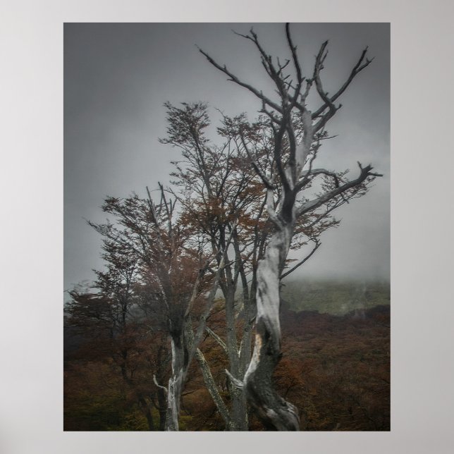 Naturens motståndskraft: Tierra del Fuego Forest,  Poster (Framsidan)