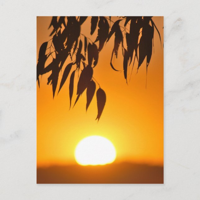 Naturens Ram Vykort (Framsida)