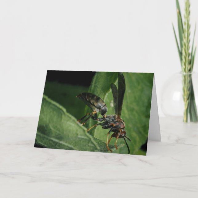 Naturens regissör kort (Framsida)