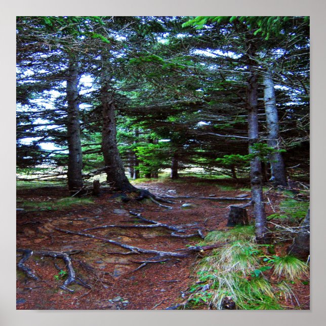 Naturens trapphus Poster (Framsidan)