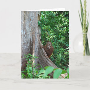 Naturens ursprungliga Tree hugger i regnskogen Kort