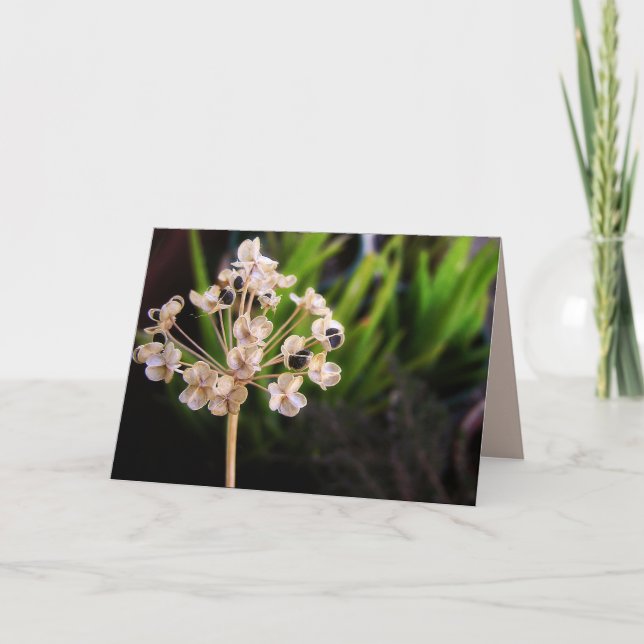 Naturens utsäde: Makrokort för fotografi Kort (Framsida)