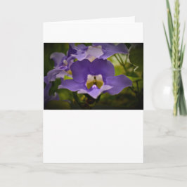 Naturens välsignelse, kort