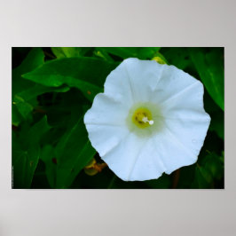 Naturens välsignelse poster