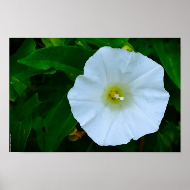 Naturens välsignelse poster (Framsidan)