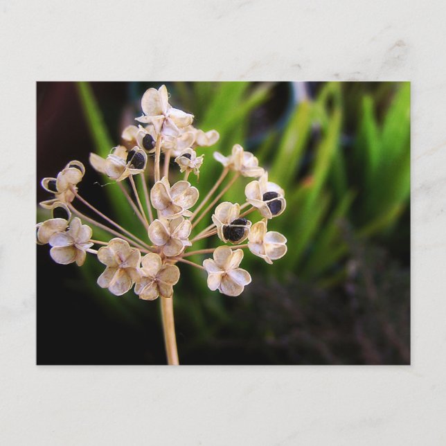 Naturens vykort (Framsida)