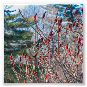 "Nature's Beauty" av Shawn Tomlinson fototryck