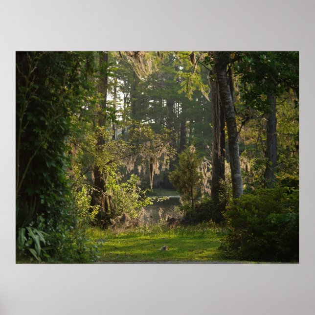 Natures Beauty Poster (Framsidan)