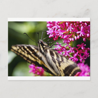 Natures Beauty Vykort