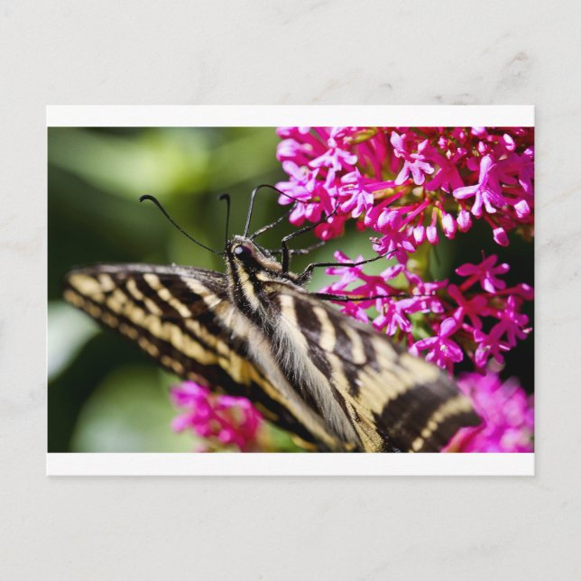 Natures Beauty Vykort (Framsida)