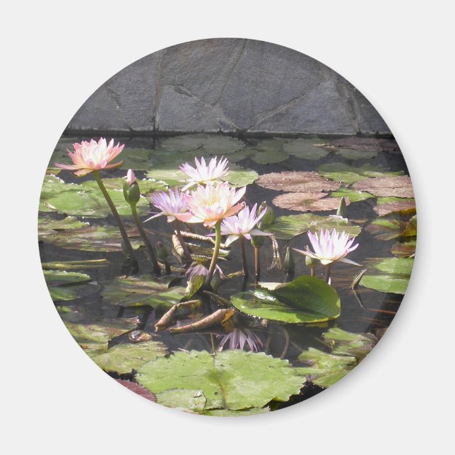 Nature's Bouquet-serien: Sommar magnet (Framsidan)