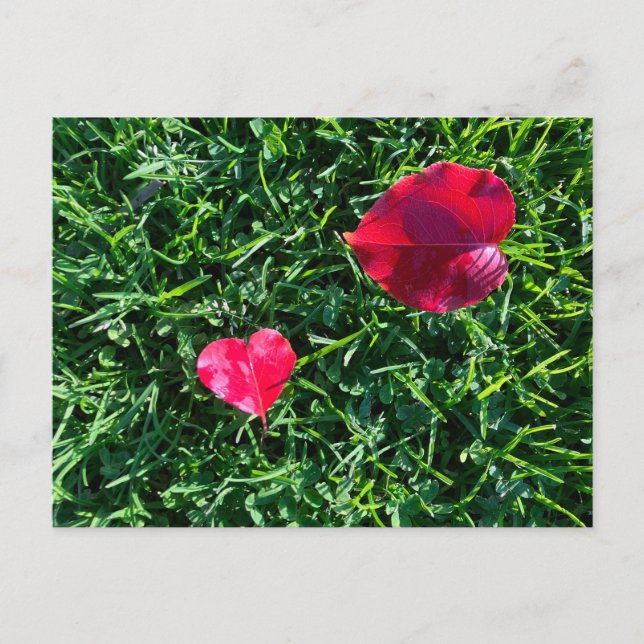 Natures valentine: heart shaped red leaf helg vykort (Framsida)