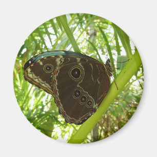 Naturfoto av blå morfo-fjäril magnet
