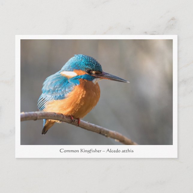 Naturfoto av kungsfiskare vykort (Framsida)
