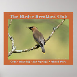 Naturfoto Cedar Waxwing Birder Poster