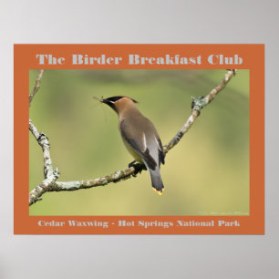 Naturfoto Cedar Waxwing Birder Poster