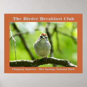 Naturfoto Chipping Sparrow Birder Poster