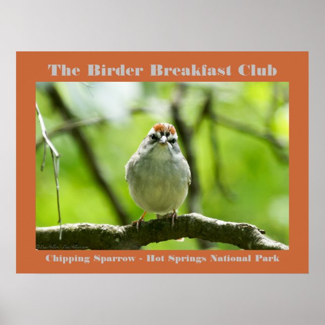 Naturfoto Chipping Sparrow Birder Poster (Framsidan)