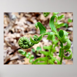 Naturfoto, FIddlehead Fern in Springtime Poster