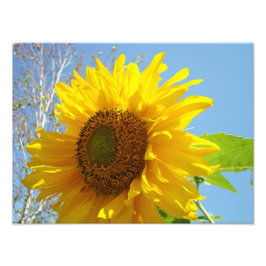 Naturfoto Fine Art Prints Sunblommor Fototryck