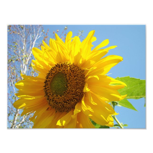 Naturfoto Fine Art Prints Sunblommor Fototryck (Framsidan)
