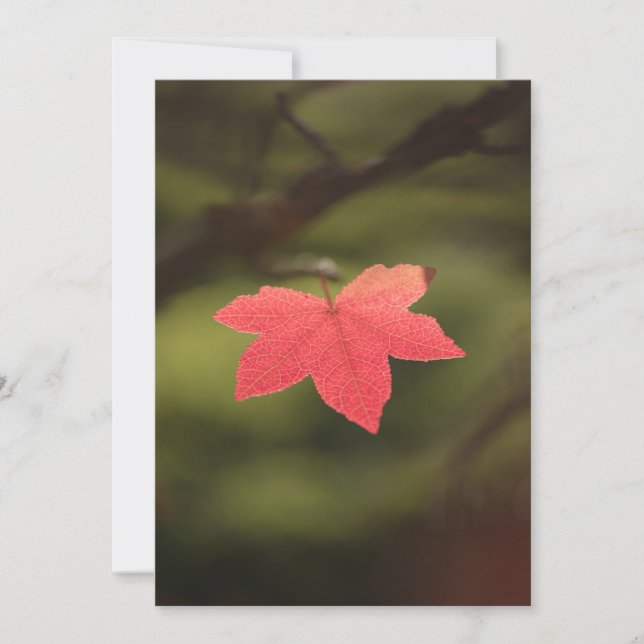 Naturfoto för Red Autumn Maple Löv Kort (Framsida)
