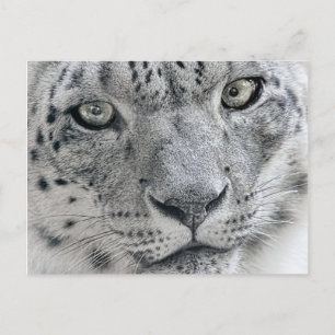 Naturfoto i vit Snö Leopard Vykort
